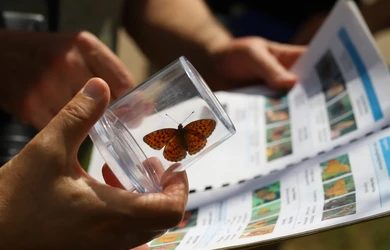 Entomology