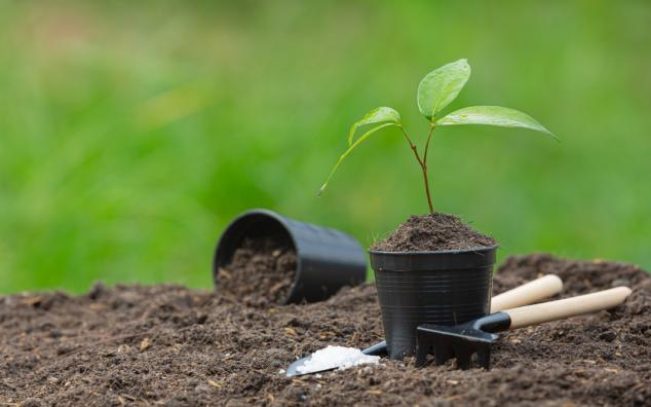 Soil and Environmental Sciences